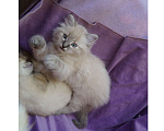 Кошки в Краснодаре: Котята Невская маскарадная color point blue пушистый Мальчик, 28 000 руб. - фото 4