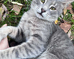 Кошки в Москве: Добродушный красавчик ищет себе кожаных Мальчик, Бесплатно - фото 2