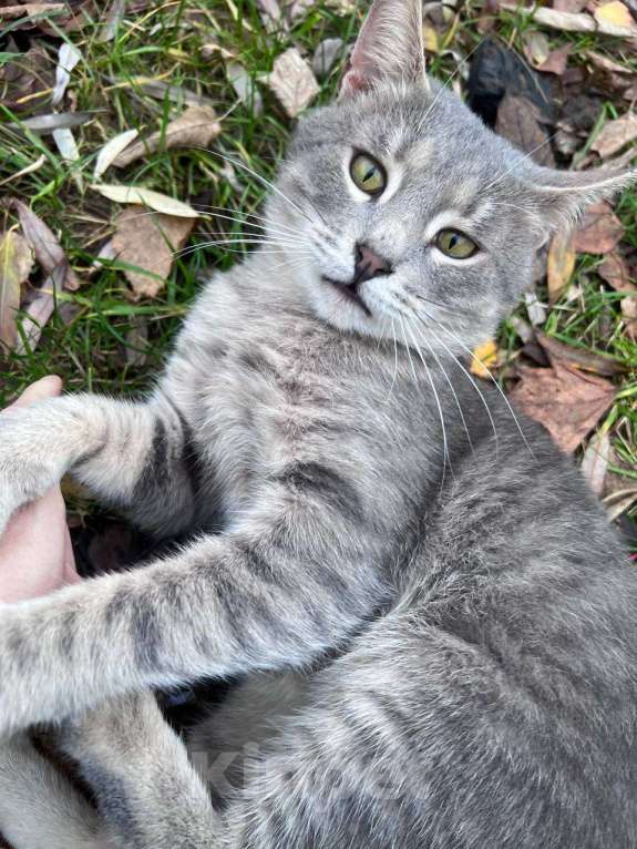 Кошки в Москве: Добродушный красавчик ищет себе кожаных Мальчик, Бесплатно - фото 2