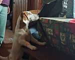 Собаки в Одинцово: Найден Джек Рассел Перхушково Мальчик, 1 руб. - фото 3
