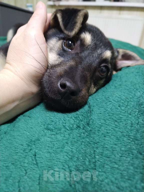 Собаки в Москве: Щенок в добрые руки. Девочка, Бесплатно - фото 5