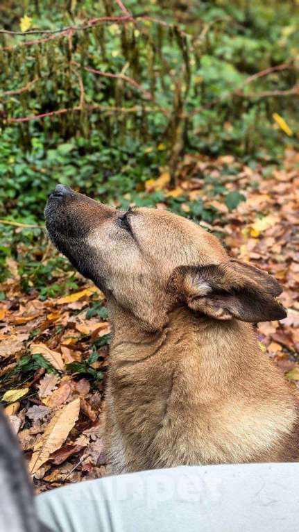 Собаки в других городах Краснодарского края: Гоча из приюта Поводог Сочи (отправим в любой город) Мальчик, Бесплатно - фото 2