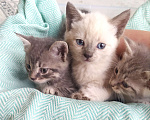 Кошки в Аксае: Красивая кошечка 2мес Девочка, 1 руб. - фото 2