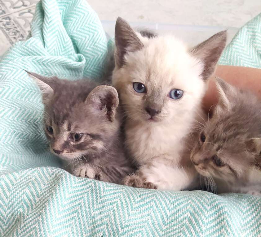 Кошки в Аксае: Красивая кошечка 2мес Девочка, 1 руб. - фото 2