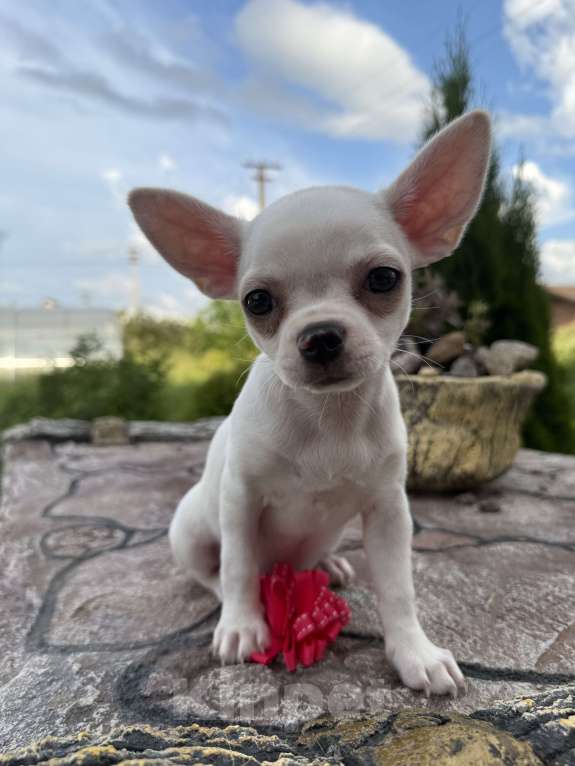 Собаки в Москве: Белоснежный щенок чихуахуа девочка короткошерстная   Девочка, 45 000 руб. - фото 2