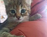 Кошки в Бору: Кошечка Девочка, 100 руб. - фото 2