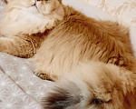 Кошки в Ореховом-Зуево: Золотая шиншилла дш Мальчик, 40 000 руб. - фото 3