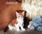 Кошки в Моздоке: Котята Мейн кун, 30 000 руб. - фото 1