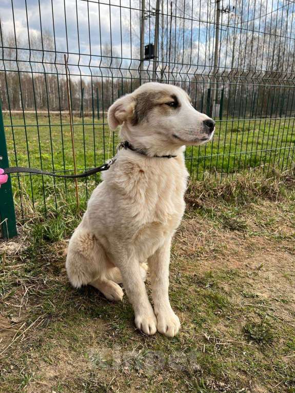 Собаки в Москве: Яша, самый серьезный щенок в приюте Мальчик, Бесплатно - фото 4