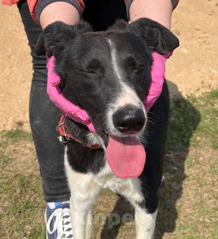 Собаки в Москве: Как случилось, что она еще в приюте Девочка, Бесплатно - фото 5