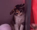 Кошки в Москве: Котенок-девочка в добрые руки Девочка, Бесплатно - фото 7