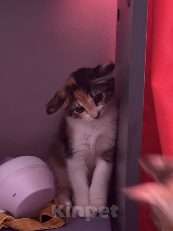Кошки в Москве: Котенок-девочка в добрые руки Девочка, Бесплатно - фото 7
