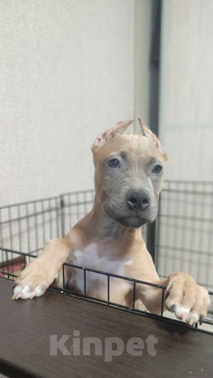 Собаки в Самаре: Американский стаффордширский терьер Девочка, 55 000 руб. - фото 2