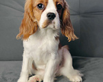 Собаки в Санкт-Петербурге: Красивый мальчик кавалер Кинг Чарльз спаниель Мальчик, 70 000 руб. - фото 3