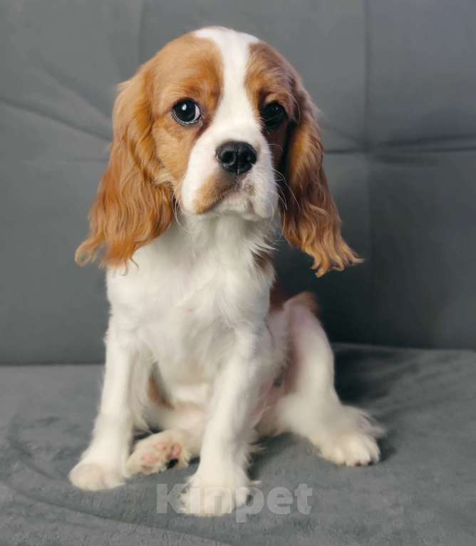 Собаки в Санкт-Петербурге: Красивый мальчик кавалер Кинг Чарльз спаниель Мальчик, 70 000 руб. - фото 3