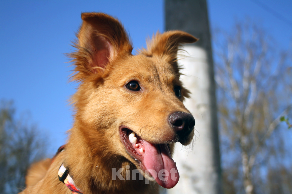 Собаки в Балашихе: Солнечная красотка Пенни (8 мес) в поиске дома Девочка, Бесплатно - фото 7