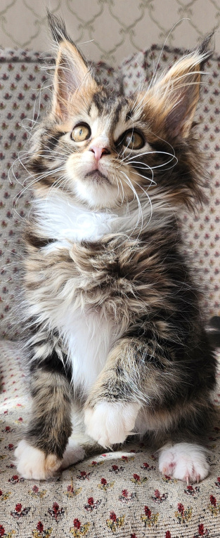 Кошки в Москве: Котята мейн-кун Девочка, 40 000 руб. - фото 3