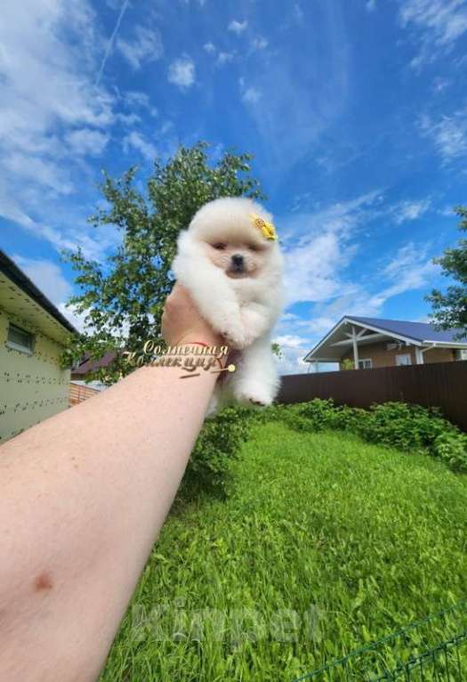 Собаки в Москве: Девочка померанского шпица из племенного питомника  Девочка, Бесплатно - фото 3