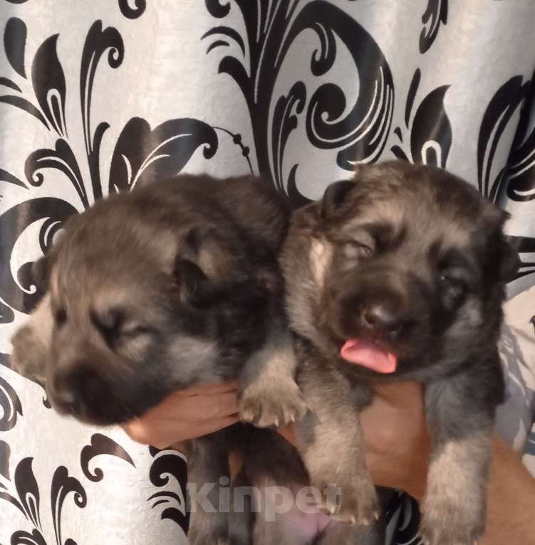 Собаки в Зее: Щенки восточноевропейской овчарки, овчарки, ВЕО Мальчик, Бесплатно - фото 4