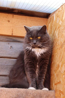 Мягкий, пушистый, уютный кот - Пушистик