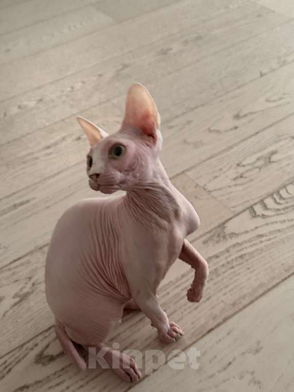 Кошки в Москве: канадский сфинкс Мальчик, 17 000 руб. - фото 2