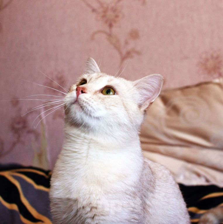 Кошки в Москве: Персиковый нежный котик Кексик🌸 Мальчик, Бесплатно - фото 1