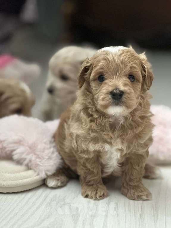 Собаки в Воронеже: Мальтипу мини  Мальчик, 100 000 руб. - фото 1