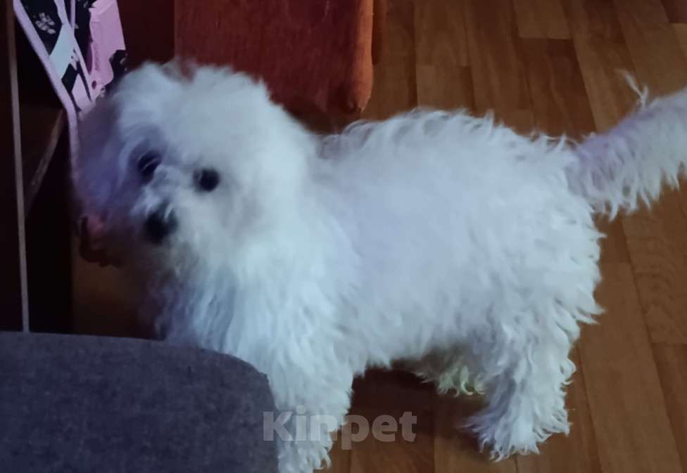 Собаки в Ижевске: Продам Девочка, 23 000 руб. - фото 1