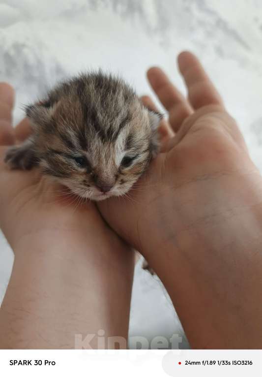 Кошки в Ставрополе: Котята Шотландская шиншилла Мальчик, 10 000 руб. - фото 3