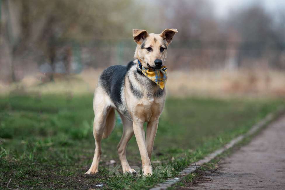 Собаки в других городах Московской области: Доброжелательная Джули Девочка, Бесплатно - фото 10