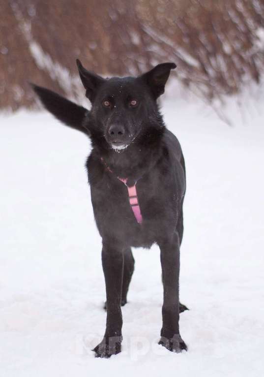 Собаки в Москве: Обычный пёс Чако с идеальным характером в поисках дома Мальчик, Бесплатно - фото 5
