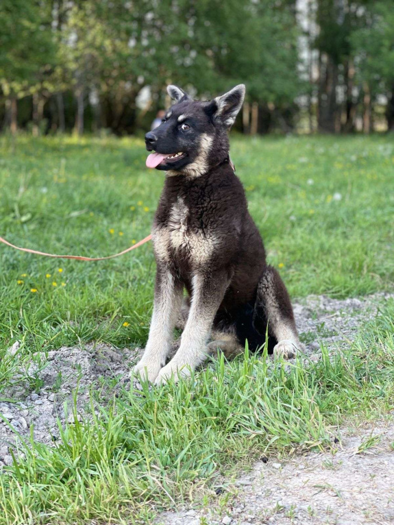 Собаки в Москве: Щенок метис овчарки в добрые руки! Девочка, Бесплатно - фото 7