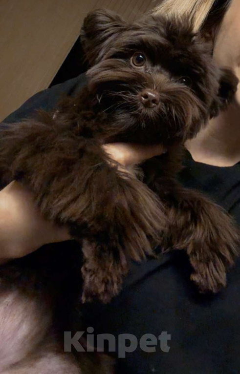 Собаки в Пятигорске: Мальтипу щенок 5 месяцев  Девочка, Бесплатно - фото 6