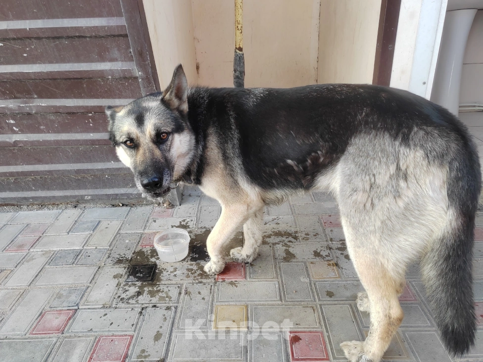 Собаки в Темрюке: Пропала собака, хаски смешения с овчаркой Девочка, 2 000 руб. - фото 1