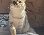 Кошки в Кудрово: Кошечка в добрые руки Девочка, Бесплатно - фото 5