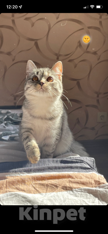 Кошки в Кудрово: Кошечка в добрые руки Девочка, Бесплатно - фото 5