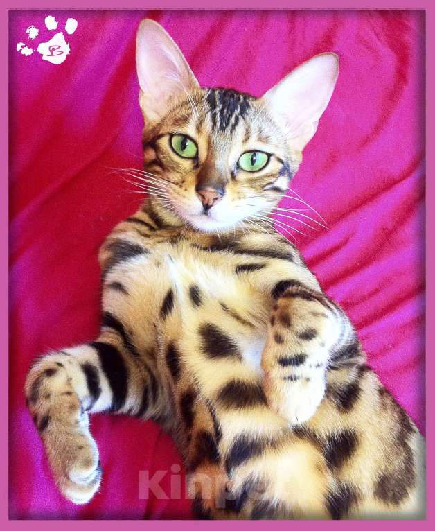 Кошки в Новосибирске: Клубные ласковые бенгальские котята девочки Девочка, 20 000 руб. - фото 8
