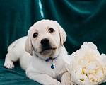 Собаки в Москве: Лабрадор-ретривер, щенок Мальчик, Бесплатно - фото 5