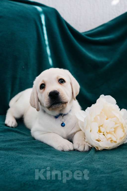 Собаки в Москве: Лабрадор-ретривер, щенок Мальчик, Бесплатно - фото 5