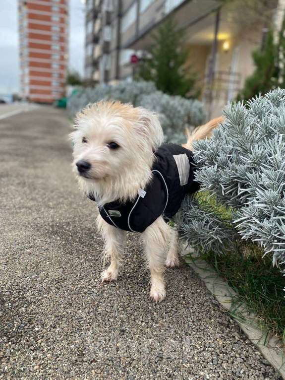 Собаки в Краснодаре: Подарите Жуже дом Девочка, Бесплатно - фото 2