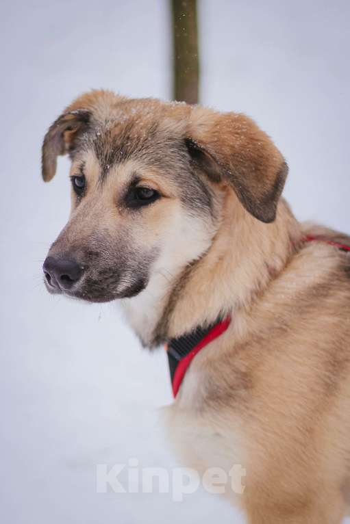 Собаки в Москве: Аргос Мальчик, Бесплатно - фото 2