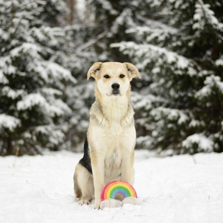 Собаки в Москве: щенок Ася в добрые руки Девочка, Бесплатно - фото 2