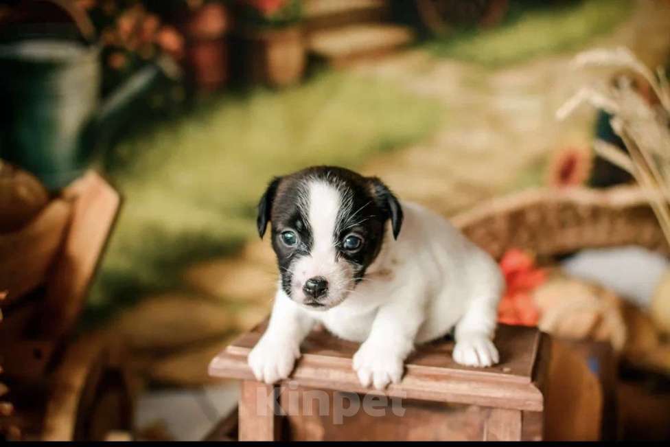 Собаки в Симферополе: Щенок девочка Джек  Девочка, 19 500 руб. - фото 2