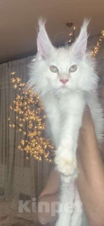 Кошки в Москве: Мейн кун мальчик  Мальчик, 75 000 руб. - фото 4