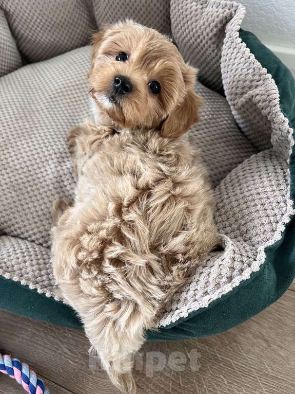 Собаки в Москве: Мальтипу Девочка, 110 000 руб. - фото 2