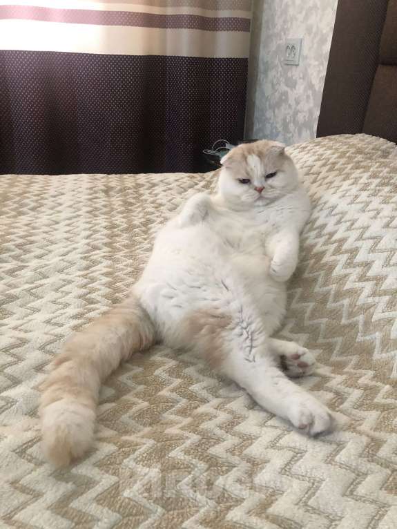 Кошки в Санкт-Петербурге: котик Амур ищет новый дом Мальчик, 1 руб. - фото 3