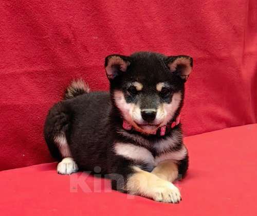 Собаки в Москве: Сиба ину (Шиба ину) - девочка 3 мес. Девочка, 80 000 руб. - фото 1