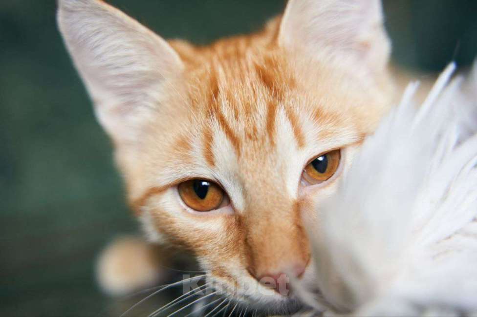 Кошки в Москве: Котенок в добрые руки Мальчик, Бесплатно - фото 4