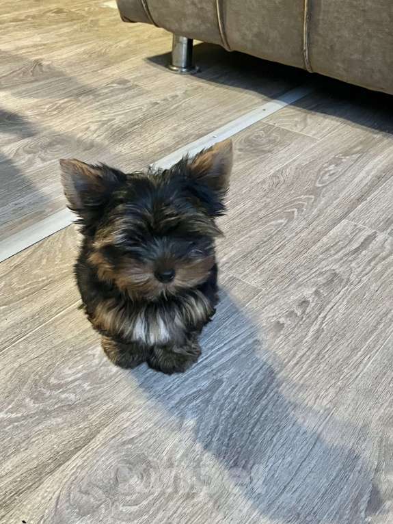 Собаки в Санкт-Петербурге: Йорк Мальчик стандарт  Мальчик, 40 000 руб. - фото 7