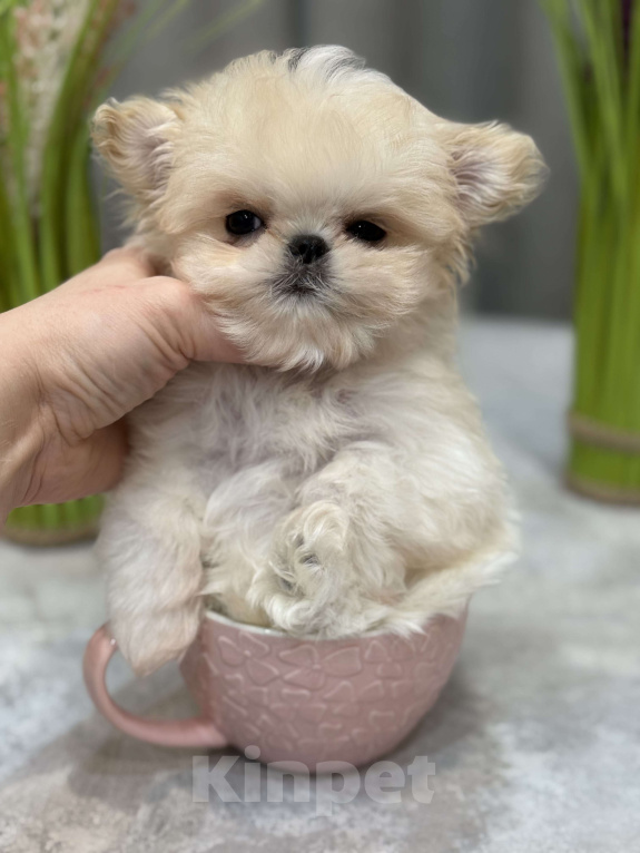 Собаки в Москве: Щенок Мальтипу Мальчик, 350 000 руб. - фото 5